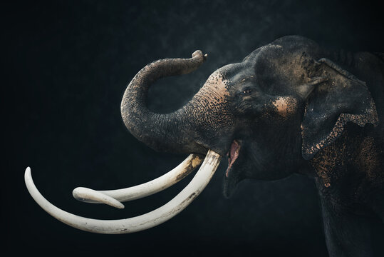 Asia elephant isolated on dark background. Elephant Head isolated on black with clipping path. Animal widelife nature concept.  