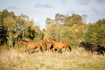Naklejka na ściany i meble a small herd of horses gallops across the wild field against the backdrop of the forest