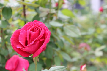 可憐に咲く赤い薔薇