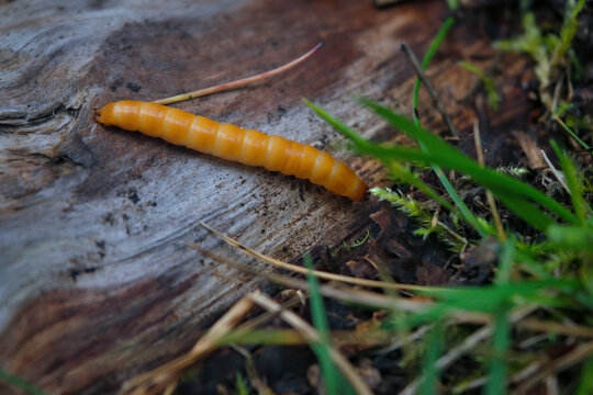 Click Beetle Larva Alaus oculatus. Wireworm - larvae of Agriotes a species of beetle from the family of Elateridae.
