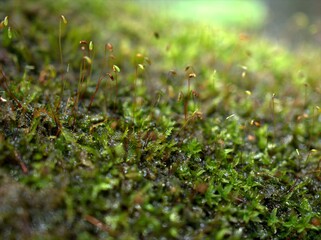 Closeup macro fresh moss plant in forest green blurred background ,green moss in the forest