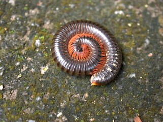 Closeup macro Spirostreptus wildlife ,Archispir ,ostreptus gigas ,Julidae animal on floor ,a worm on the ground ,close up of a worm