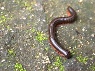 Closeup macro Spirostreptus wildlife ,Archispir ,ostreptus gigas ,Julidae animal on floor ,a worm on the ground ,close up of a worm