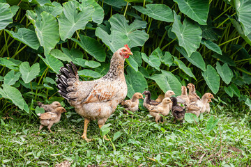 trip trough the north of Vietnam from Hanoi to the mountain village Sapa