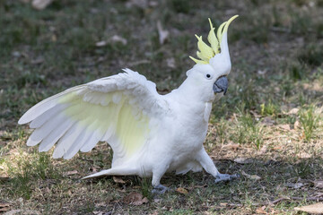 Sulphur-crested Cockatoo with wings open