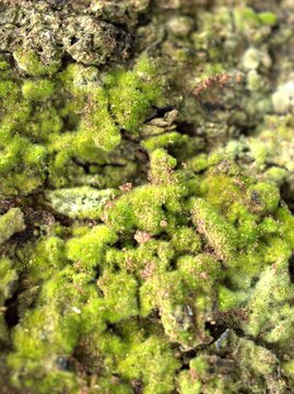 Closeup green moss on the bark of tree in forest for blurred background ,macro image ,soft focus for card design ,nature in spring time
