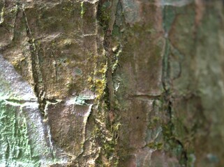 Abstract blurred seamless bark of old tree for texture or endless wooden background	