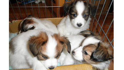 border collie puppy