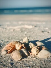 beach, sand, sea, shell, ocean, Clearwater Beach Florida