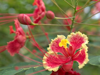 Closeup red Royal poinciana ,Caesalpinioideae flower plants in garden with soft focus and blurred background ,macro image ,red and yellow flowers