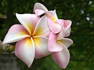 Closeup macro white pink Frangipani plumeria flower plants in garden with sunshine and soft focus in garden ,blurred background