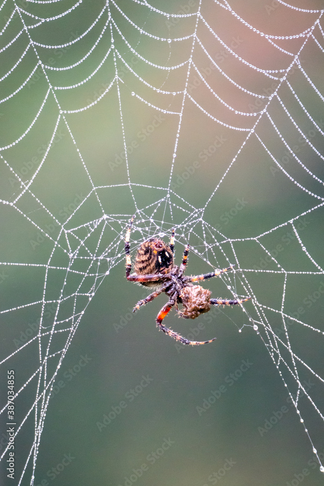 Wall mural spotted orb-weaver spider on web with prey