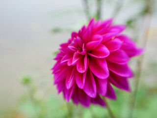 Beautiful Bright Pink Dahlia, Horizontal Image