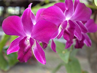 Closeup pink orchid flower Dendrobium plants in garden with sunshine and soft focus in garden ,blurred background ,white frangipani flowers