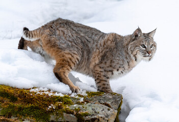 Bobcat in the snow
