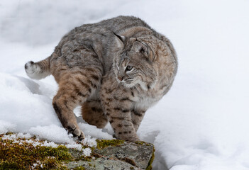 Obraz premium Bobcat in the snow