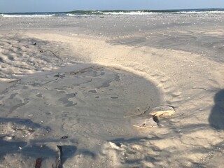 sand dollar on white sandy beach