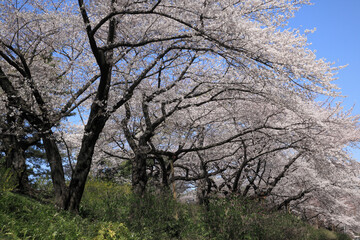 ソフィア通りの桜