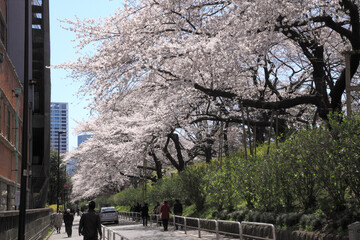 ソフィア通りの桜