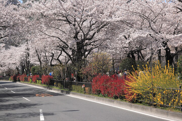 Obraz premium 播磨坂の桜