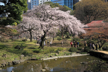 桜