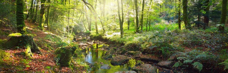 Small stream in a green deciduous forest. France. Picturesque panoramic scenery. Idyllic landscape. Soft sunlight, sunbeams. Pure nature, ecology, environmental conservation