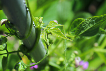 Top view of bean stems climbing up a pole