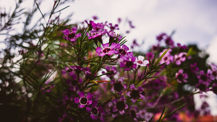 flowers in the garden