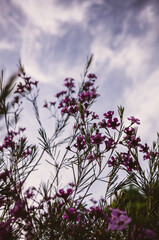 flowers against the sky