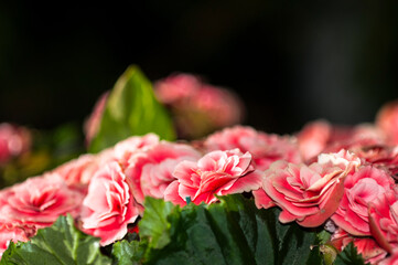 Flovers. The photo was taken indoors.