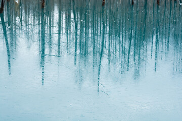 凍った青い池の湖面　美瑛町
