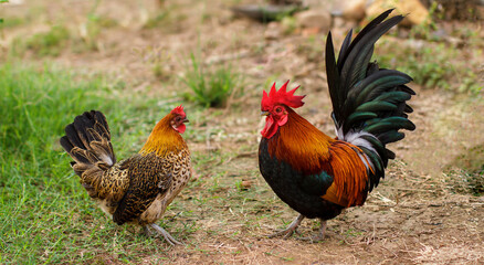 couple of rooster in the field