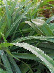 dew on the grass