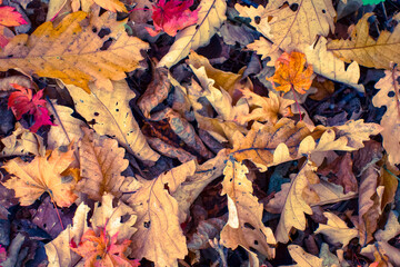 Fallen maple and oak leaves autumn background