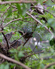 Naklejka na ściany i meble Green Heron stock photos. Image. Picture. Portrait. Close-up profile view. Background. Baby Green Heron. Adult Green Heron.