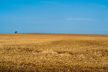 Fototapeta premium Single tree stands on top of a hill behind rolling amber corn field that has already been harvested in the fall with blue sky in background