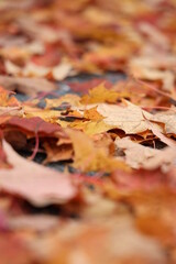Fallen Leaves