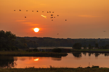 birds on the background of the rising sun