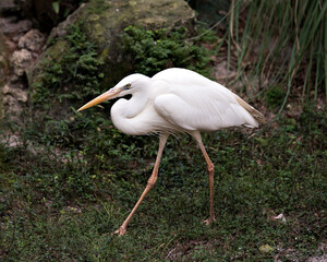 White Heron Stock Photos. Close-up profile view. White colour bird. Fluffy wings. Moss and foliage background and foreground.
