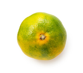 Early Japanese mandarin oranges on a white background
