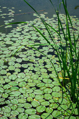 Lily pads