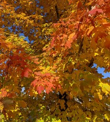 Multicolored Leaves Against a Clear Blue Sky