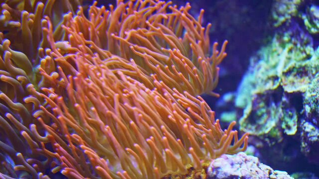 Two ocellaris clownfish swimming in and around a large sea anemone on a coral reef. 4K video