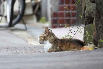 Brown tabby cat in back view is sleeping on the road.