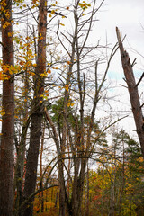 Fototapeta premium Yellow Creek State Park located in Western Pennsylvania. Colorful fall evening with a view to the top of the trees.