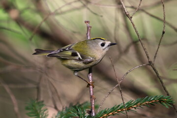 little colorful bird, Regulus regulus, Goldcrests, Kinglets