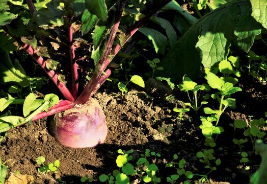 紫大根 Images Browse 117 Stock Photos Vectors And Video Adobe Stock