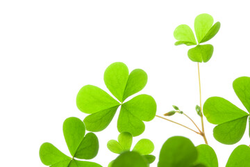 クローバーの若葉