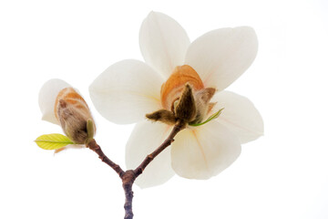 Magnolia flower in a white background