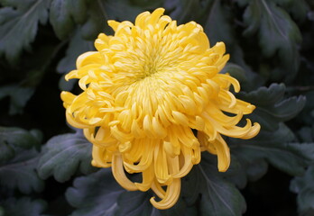 A large yellow football mum flower at full bloom
